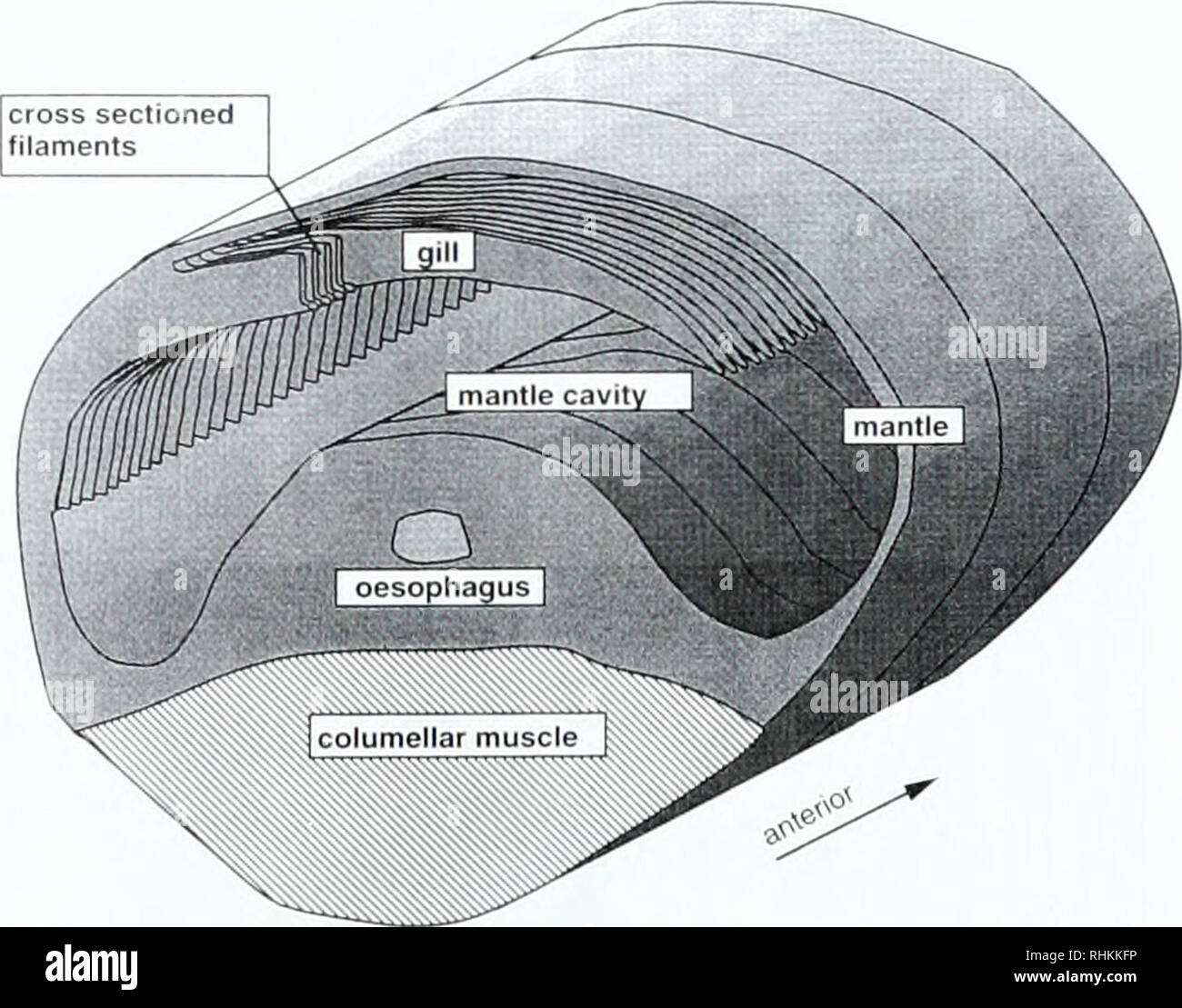 . The Biological bulletin. Biology; Zoology; Biology; Marine Biology. cm Figure 1. Ifremeria nautilei. Anatomy of the mantle cavity and the ctenidium to show the dimension and location of the ctenidium. The shell has been removed, the mantle cavity partly opened, and in &quot;f&quot; the basal attached part of the filaments dissected from mantle, a, anus; cm. columellar muscle; f, gill filaments; f. gill filaments inside the mantle cavity; fo. foot: g. gill; hg. hypobranchial gland; mf, mantle fringe; op, operculum; os, osphradium; r, rectum; sn, snout. Scale 10 mm (after Beck, 1991. modified) Stock Photo