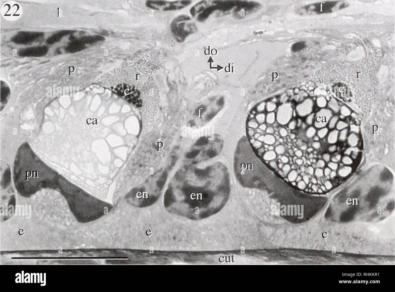 . The Biological bulletin. Biology; Zoology; Biology; Marine Biology. DECAPOD CRUSTACEAN PHOTOPHORES 299. Figure 22. Light micrograph of a longitudinal section through the maxilliped of Oplophorus x/iinosHx showing photophores in which the &quot;clear areas&quot; (ca) of the photocytes exhibit stages of increasing osmiophi- lia. c, paracrystalline bodies; cut. surface cuticle; di, distal; do, dorsal; e, &quot;window&quot; epidermis cytoplasm; en. &quot;window&quot; epidermis nucleus; f, fibroblast; 1, ligament; p. carotenoid pigment cell processes; pn. photocyte nuclei; r. reflector pigment ce Stock Photo