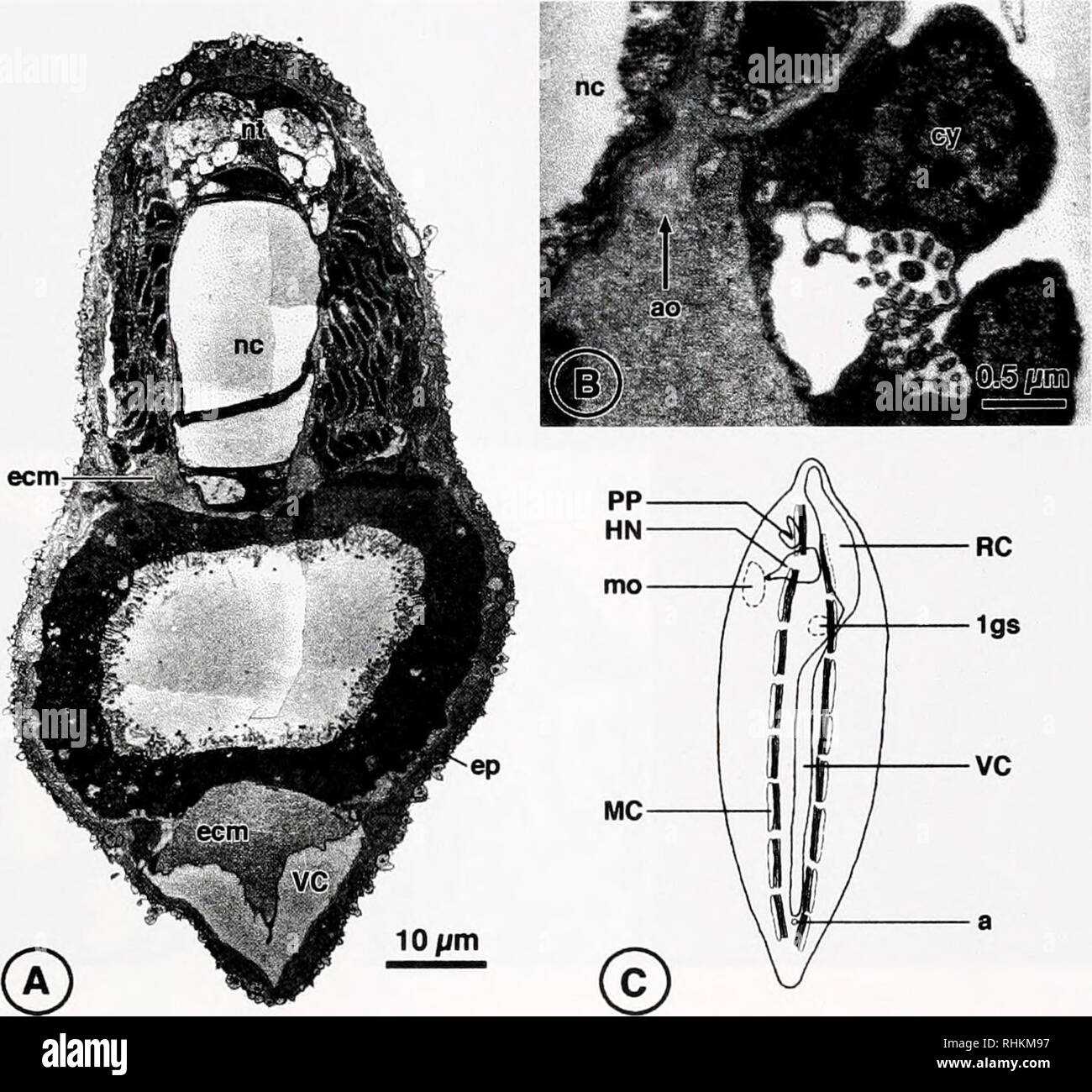 . The Biological bulletin. Biology; Zoology; Biology; Marine Biology. COELOMIC CAVITIES IN LARVAL AMPHIOXUS 261 ecm. Figure 1. (A &amp; B) Transmission electron micrographs of a larva of Branchiostoma lanceolatum [110 h post fertilization. 18°C; methods: (20)]. (A) Cross section of the trunk region. Structures labeled ecm are situated in areas where major blood vessels are situated in adults. (B) Hatschek's nephridium. Cyrtopodo- cytes on the enlarged ecm where the rudiment of the left anterior aorta is formed. (C) Diagrammatic dorsal view of coelomic cavities, a, anus; ao, anlage of the left  Stock Photo