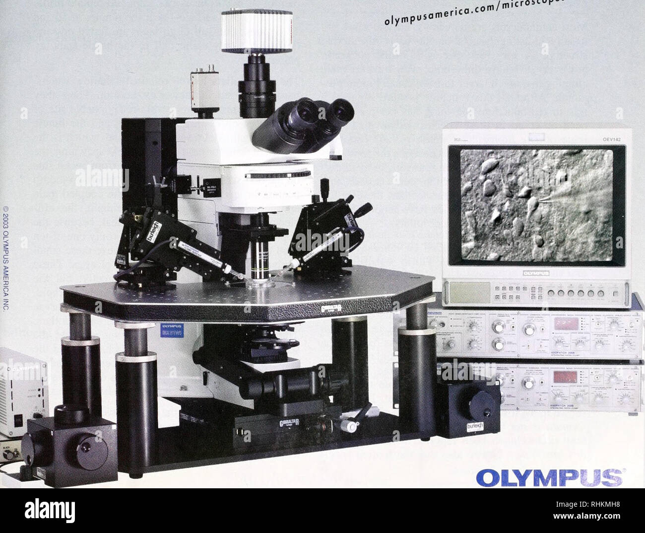 The Biological bulletin. Biology; Zoology; Biology; Marine Biology.  ELECTROPHYSIOLOGY RESEARCH MICROSCOPE. like the Olympus 8X51WI. The results  are superb orecence and DIG pabilities under the challenging conditions of  thick brain slice