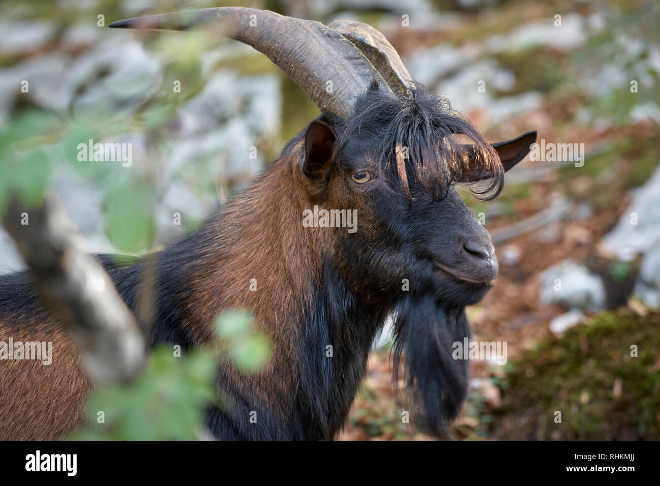 Billy goat in the woods above Ribcev Laz, Bohinj, Gorenjska, Slovenia Stock Photo