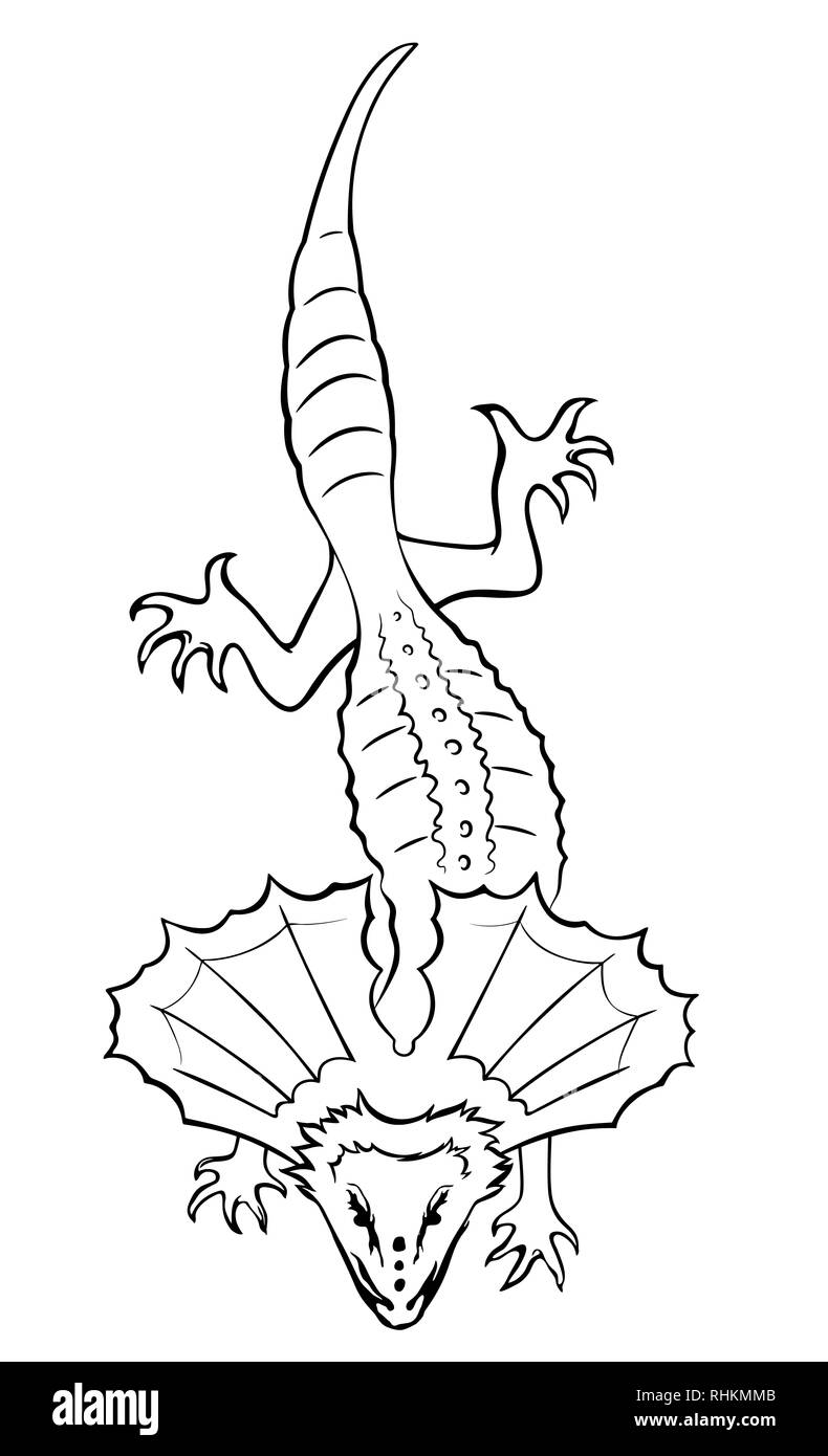 Frilled-necked lizard. Outline vector illustration Stock Photo