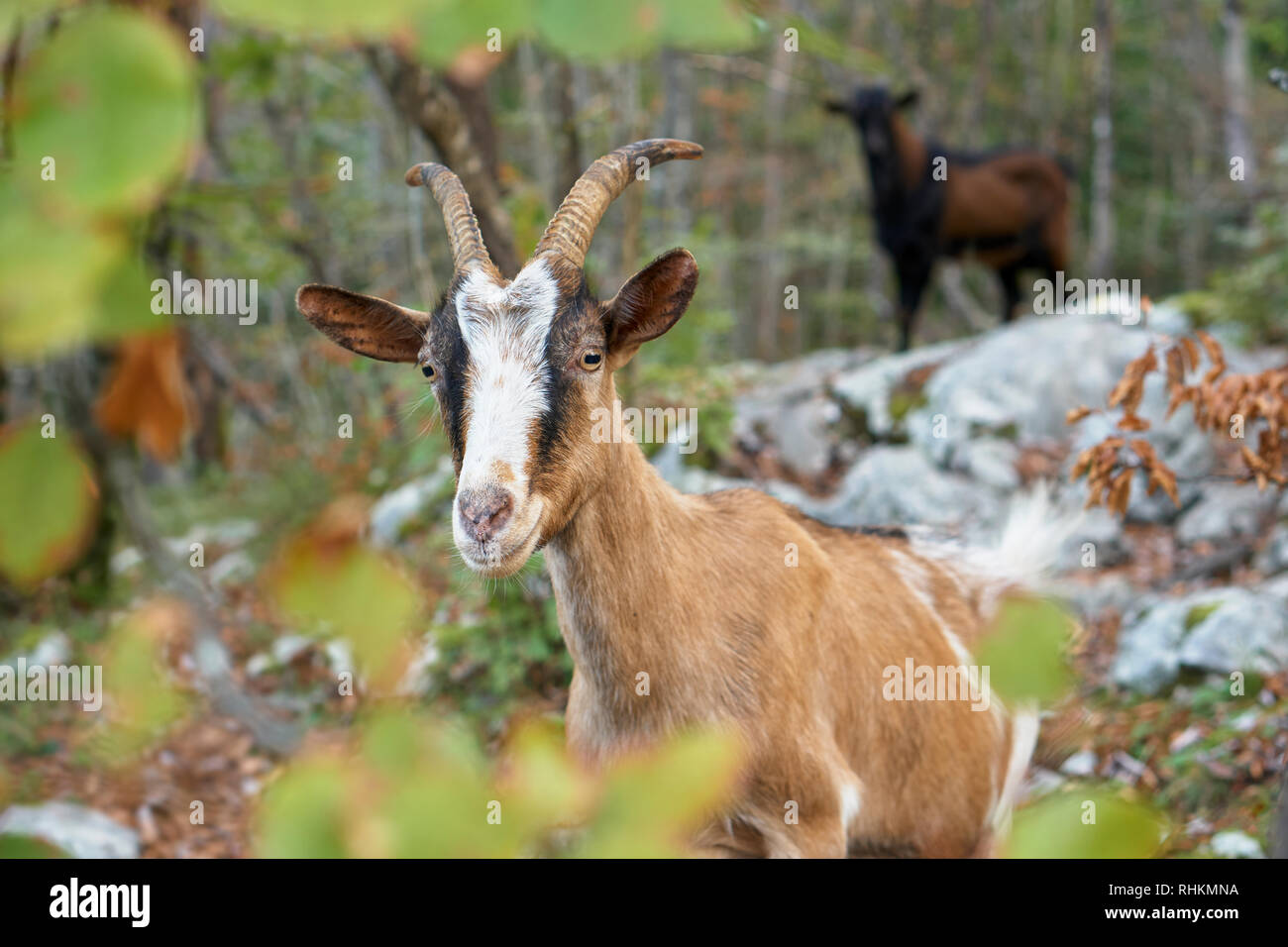 Nanny goat in the woods above Ribcev Laz, Bohinj, Gorenjska, Slovenia Stock Photo