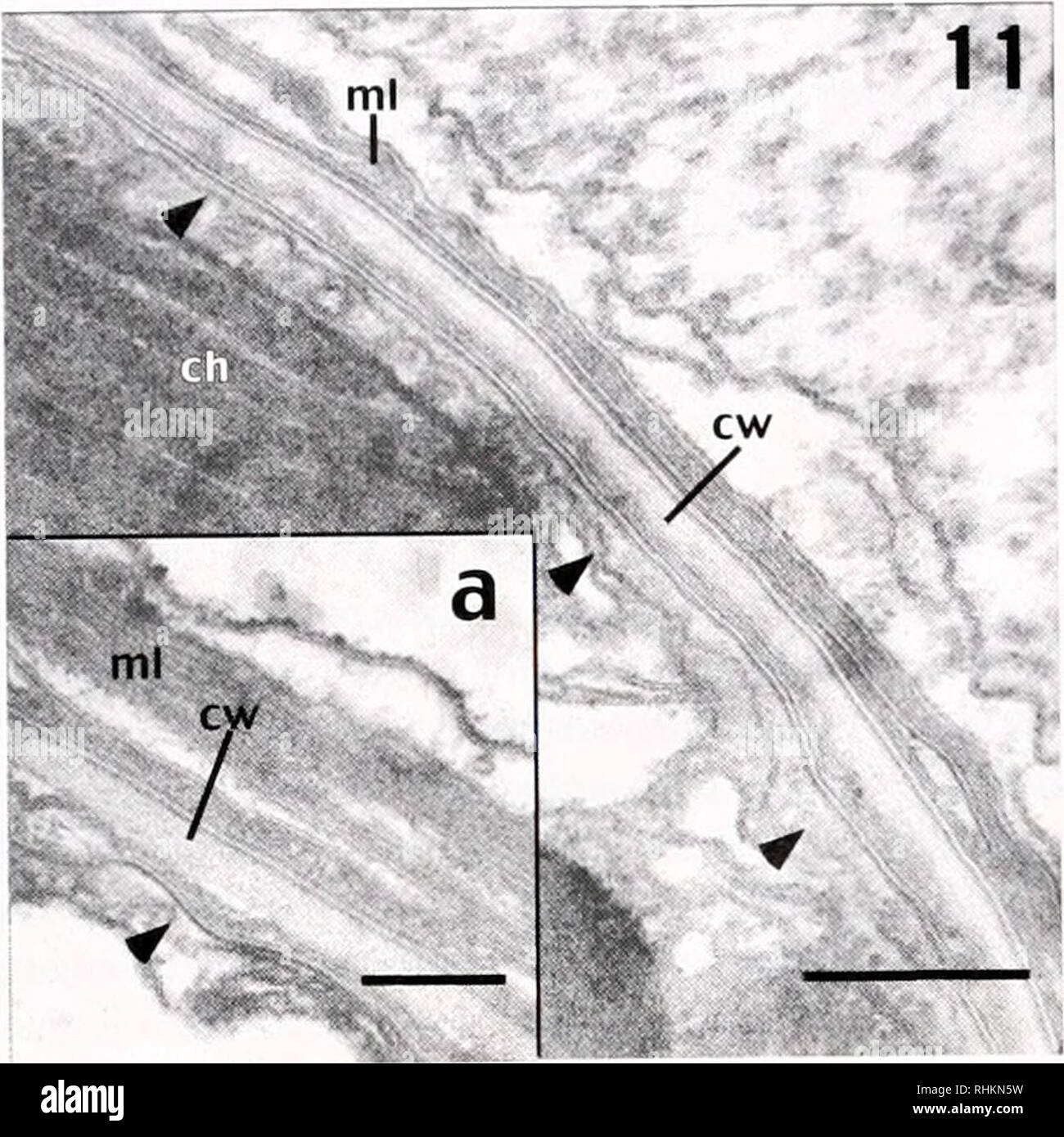 . The Biological bulletin. Biology; Zoology; Biology; Marine Biology