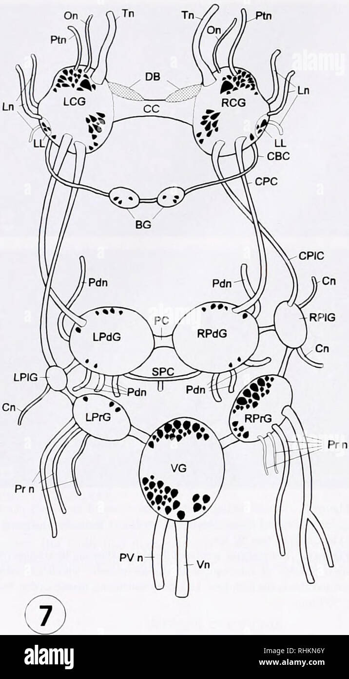 . The Biological bulletin. Biology; Zoology; Biology; Marine Biology. 158 H. R. KHAN ET AL. Ptn. Figure 7. Showing the schematic distribution of the IR-cells in the CNS. BG. buccal ganglia; CBC. cerebro-buccal connective; CC, cerebral commissure; Cn, cutaneous nerve; CPC. eerebro-pedal connective; CPIC. cerebro-pleural connective; DB, dorsal bodies; LCG, left cerebral gan- glion; LL. lateral lobe; Ln, labial nerves; LPdG, left pedal ganglion; LP1G. left pleural ganglion; LPrG, left parietal ganglion; On, optic nerve; PC, pedal commissure; Pdn. pedal nerve; Ptn, peritentacular nerve; Prn. parie Stock Photo