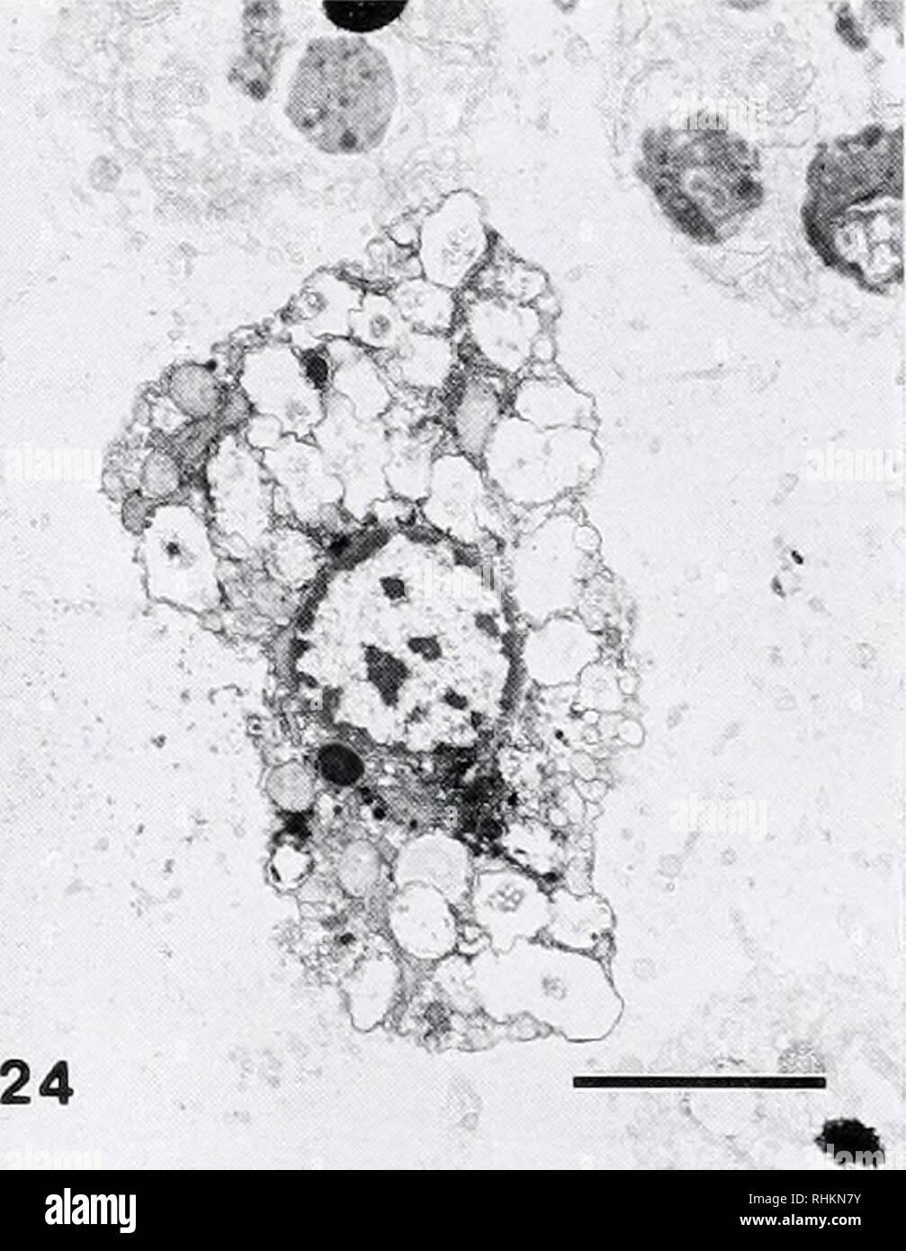. The Biological bulletin. Biology; Zoology; Biology; Marine Biology. Figure 23. Spicules surrounded by spongin fibers and by discontinuous cytoplasm in the juvenile sponge of Li'iicoxolenia luxti about 72 h after settlement. S: space occupied by a triradiate spicule. Scale bar = I /iin. Figure 24. A vacuolar cell in the mesohyl of the juvenile sponge of Leucosolenia laxa about 72 h after settlement. Scale bar = 2 jum. types may have similar functions, but the bottle cells cannot be named cruciform cells because the former cells are not arranged in each quadrant in a horizontal plane. Vesicula Stock Photo