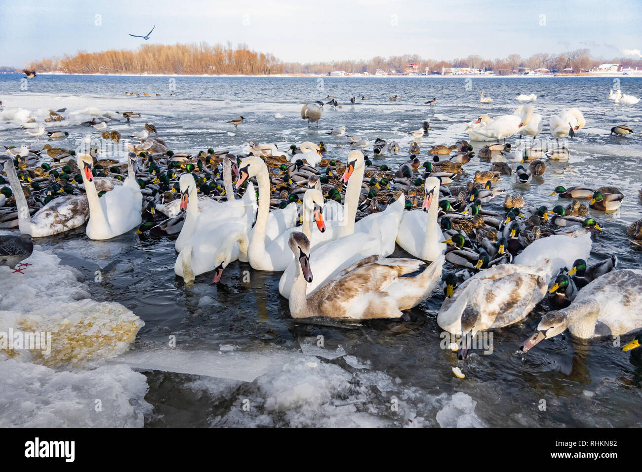 A multitude of wild swans and ducks on the frozen Dnieper river in Kiev, Ukraine, during the cold and snowy winter Stock Photo