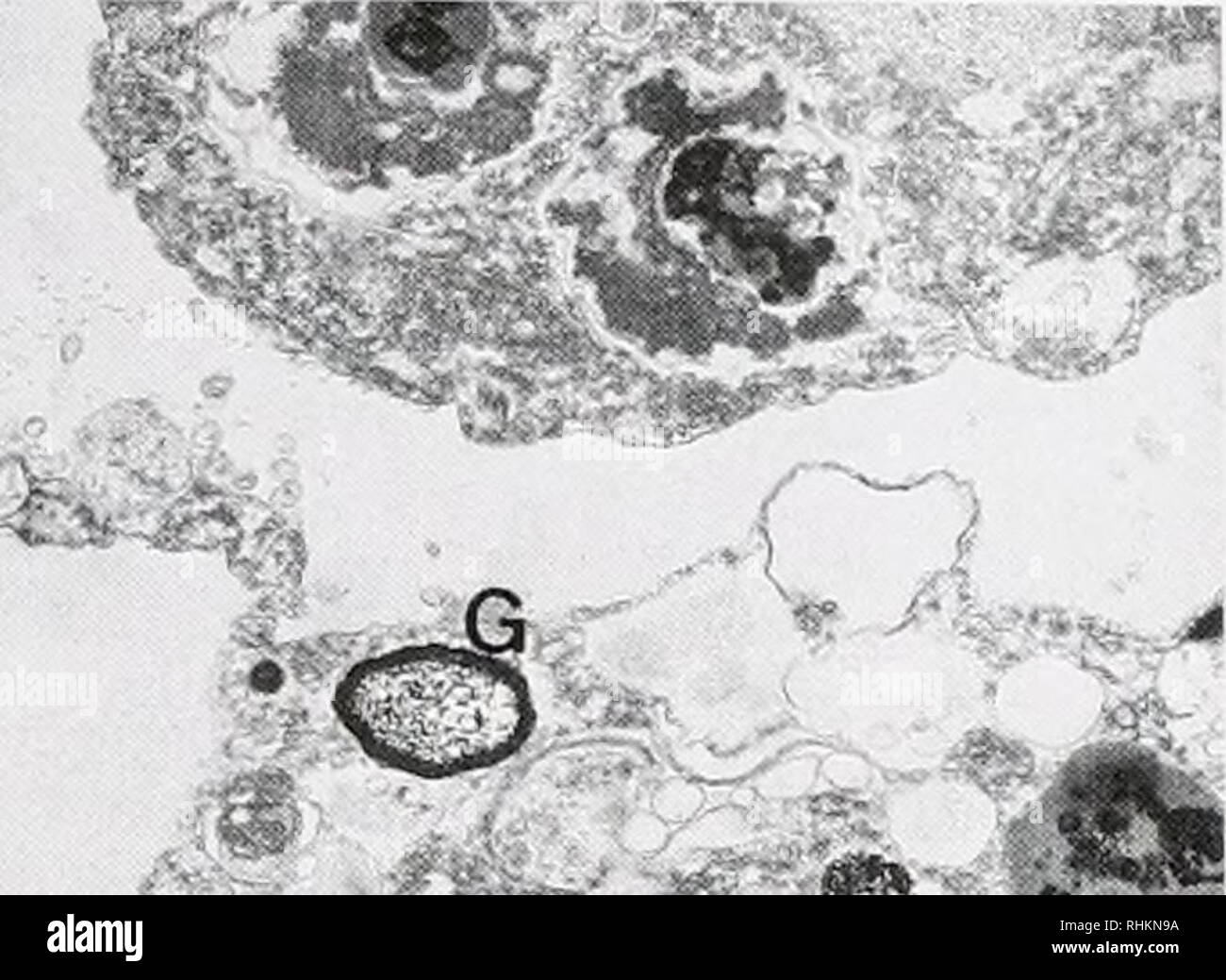 . The Biological bulletin. Biology; Zoology; Biology; Marine Biology. .4:.:* ' • •.--, • M I »•• .X Figure 19. Basal apparatus ot a choanocyte in the juvenile sponge of Leucosolenia lti.a about 72 h after settlement. C: collar. G: Golgi apparatus. Scale bar = 1 /urn. Figure 20. Fuzzy coat (F) of a choanocyte in the juvenile .sponge of Leucosolenia lau about 72 h after settlement. Scale bar = 0.5 /am. Figure 21. Scleroblast in the juvenile sponge of Leucosolenia la.a about 72 h after settlement. G glutinous granule. S: space occupied by a triradiate spicule. Scale bar = 2 jim. Figure 22. Two Stock Photo