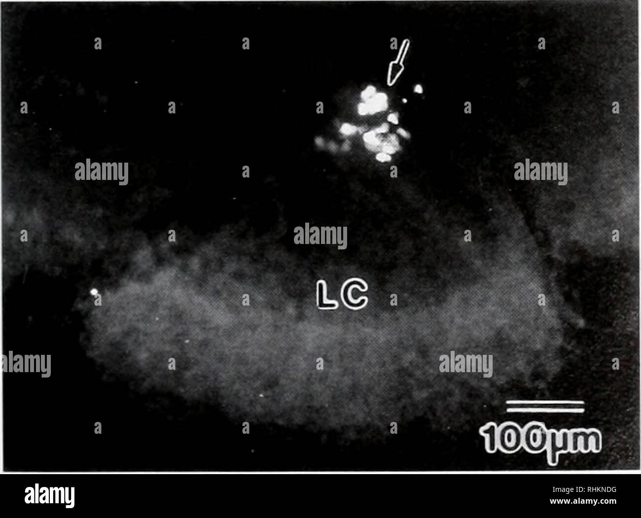 . The Biological bulletin. Biology; Zoology; Biology; Marine Biology. Figure 3. Proliferating cells in the central olfactory pathway of adult American lobster (Homurus nmeri- ctinus: Astacidea [Homarida]: Homaridae) identified by in vivo BrdU-labeling. Light micrographs of vibratome sections, (a) In the lateral soma cluster (LC). a compact group of small BrdU-positive nuclei (arrow) is located close to the neuropil of the olfactory lobe (OL). (b) In the medial soma cluster (MC) of this specimen, a string of slightly elongated nuclei is BrdU positive (arrows). «/., 1992) containing the cell bod Stock Photo