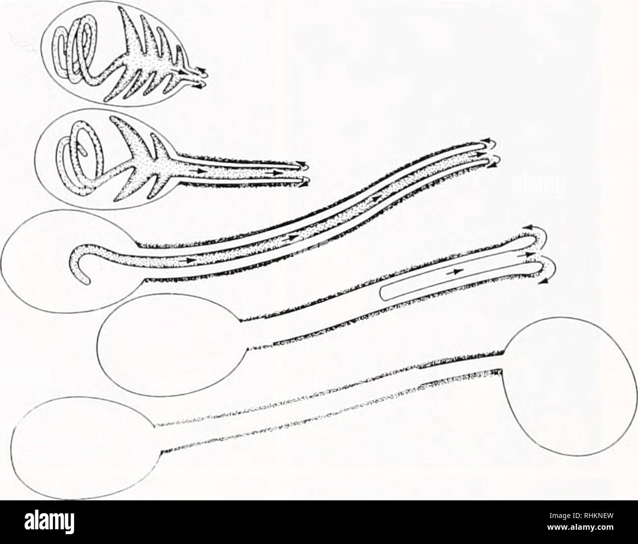 . The Biological bulletin. Biology; Zoology; Biology; Marine Biology