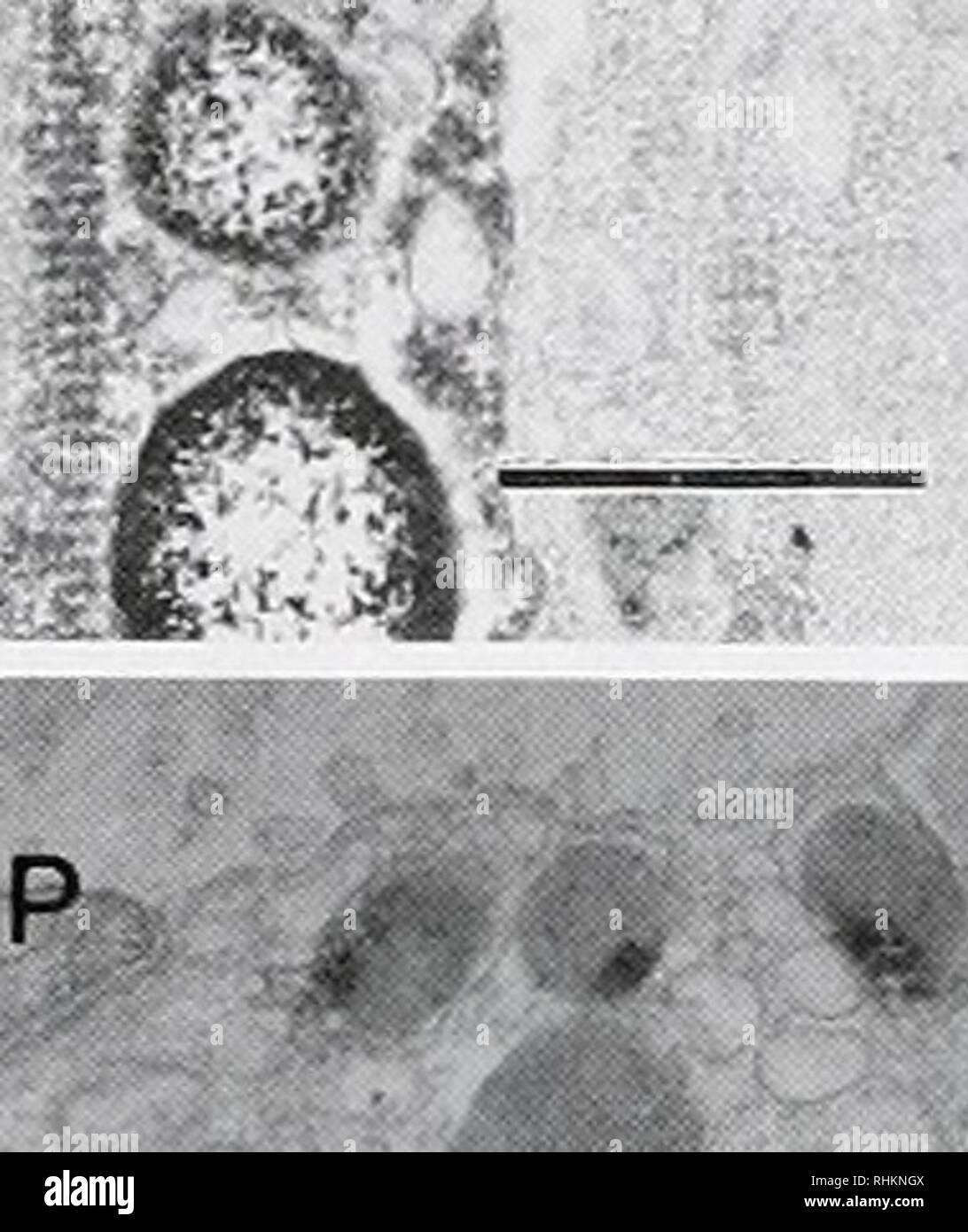 The Biological Bulletin Biology Zoology Biology Marine Biology Figure 3 The Innermost Region Of Flagellated Cells In The Coeloblastulu Ot If U M Lt Cimi Iiimi L Iipid Droplet M Mitochondrion Scale Bar 1