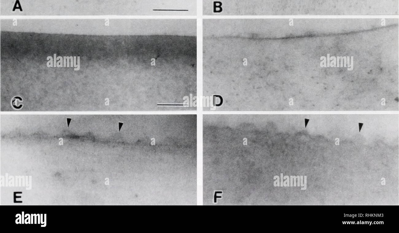 . The Biological bulletin. Biology; Zoology; Biology; Marine Biology