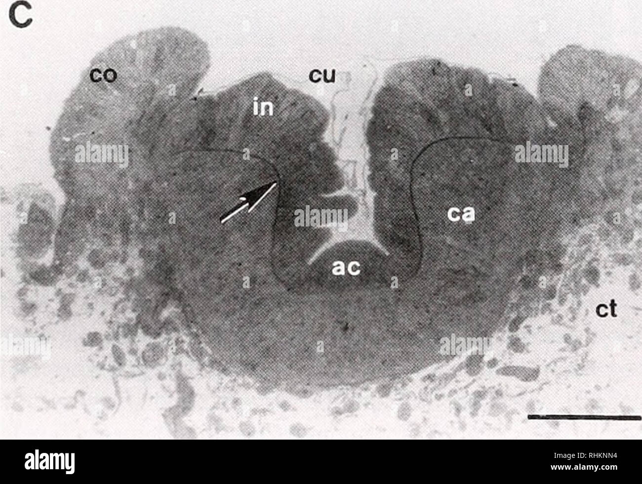 . The Biological bulletin. Biology; Zoology; Biology; Marine Biology. **?•&gt;. Figure 5. Light micrographs of a series of semithin sections from the outer edge of the infundihulum (A), through the middle region of the inl'undihulum (B), lo the center of the acetabular canal (C). Each photo- phore consists of an outer epithelium that is recessed below the level of a supporting epidermal collar (co). This epithelium forms the infundihulum (inland the acetabulum (ac)and is covered by a cuticle (cu). A capsule-like mass of tissue (ca) is located below the outer epithelium and is separated from th Stock Photo