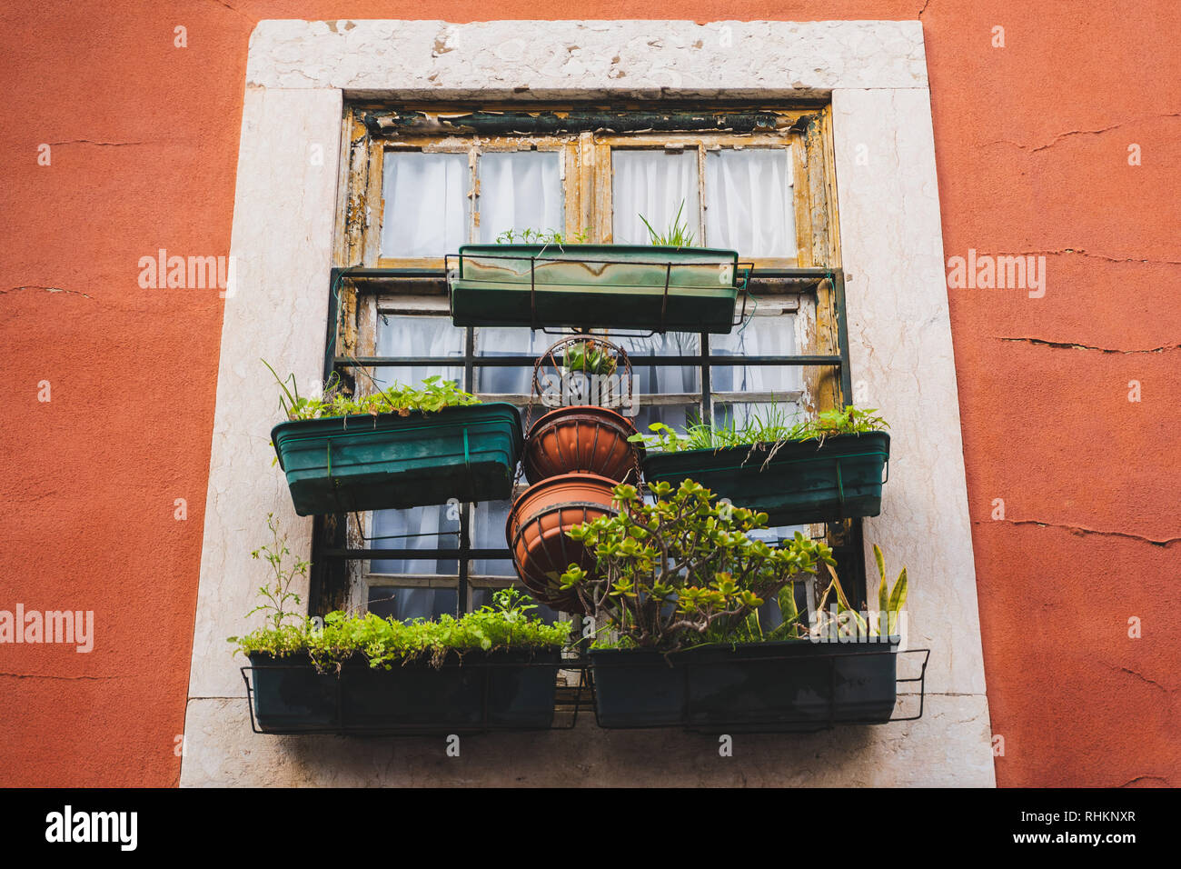 Window succulent boxes and plant boxes, pot plants. Old red building, white window frames, Rusty ancient window frame with beautiful plants. Stock Photo