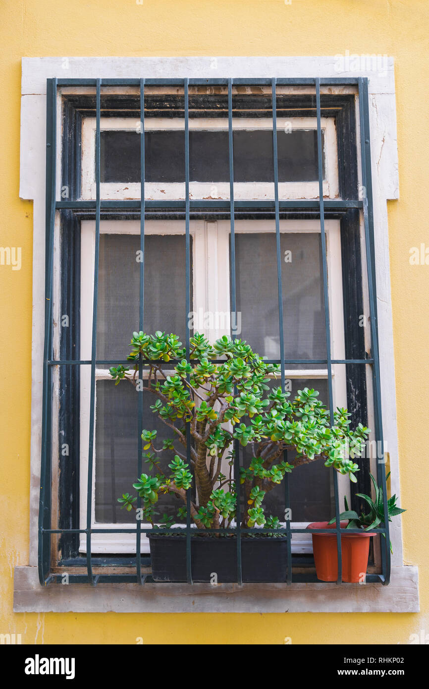 Window succulent boxes and plant boxes, pot plants. Old yellow building, white window frames, Rusty ancient window frame with beautiful plants. Stock Photo