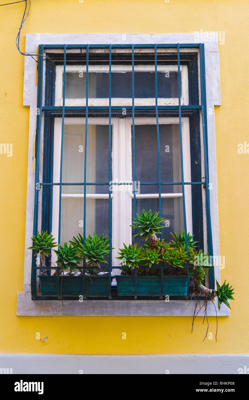 Window succulent boxes and plant boxes, pot plants. Old yellow building, white window frames, Rusty ancient window frame with beautiful plants. Stock Photo