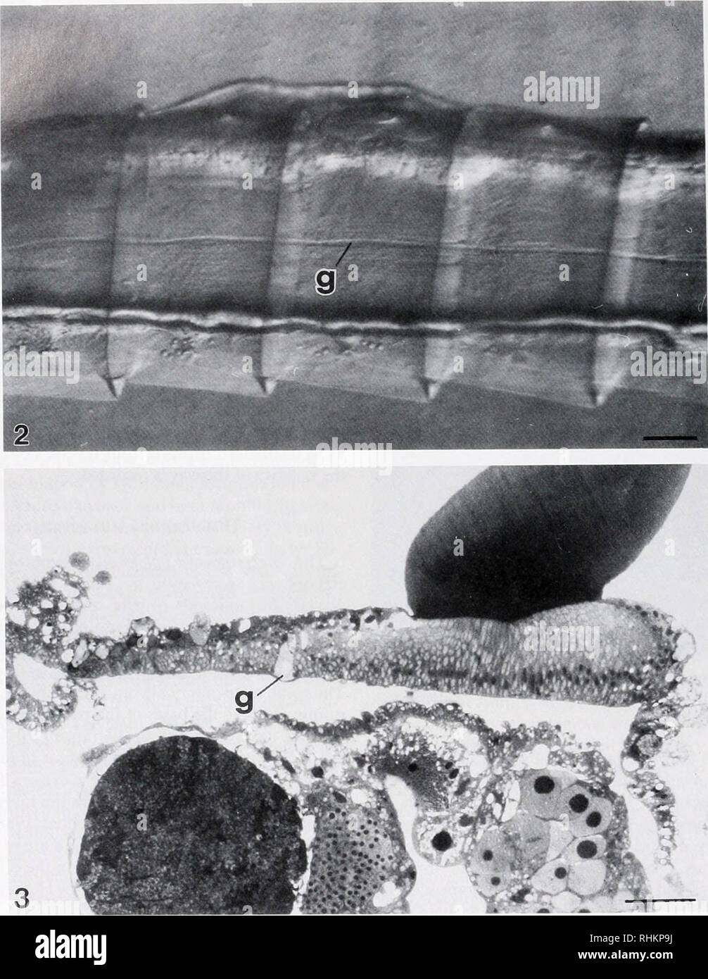 Chain laid down hires stock photography and images Alamy