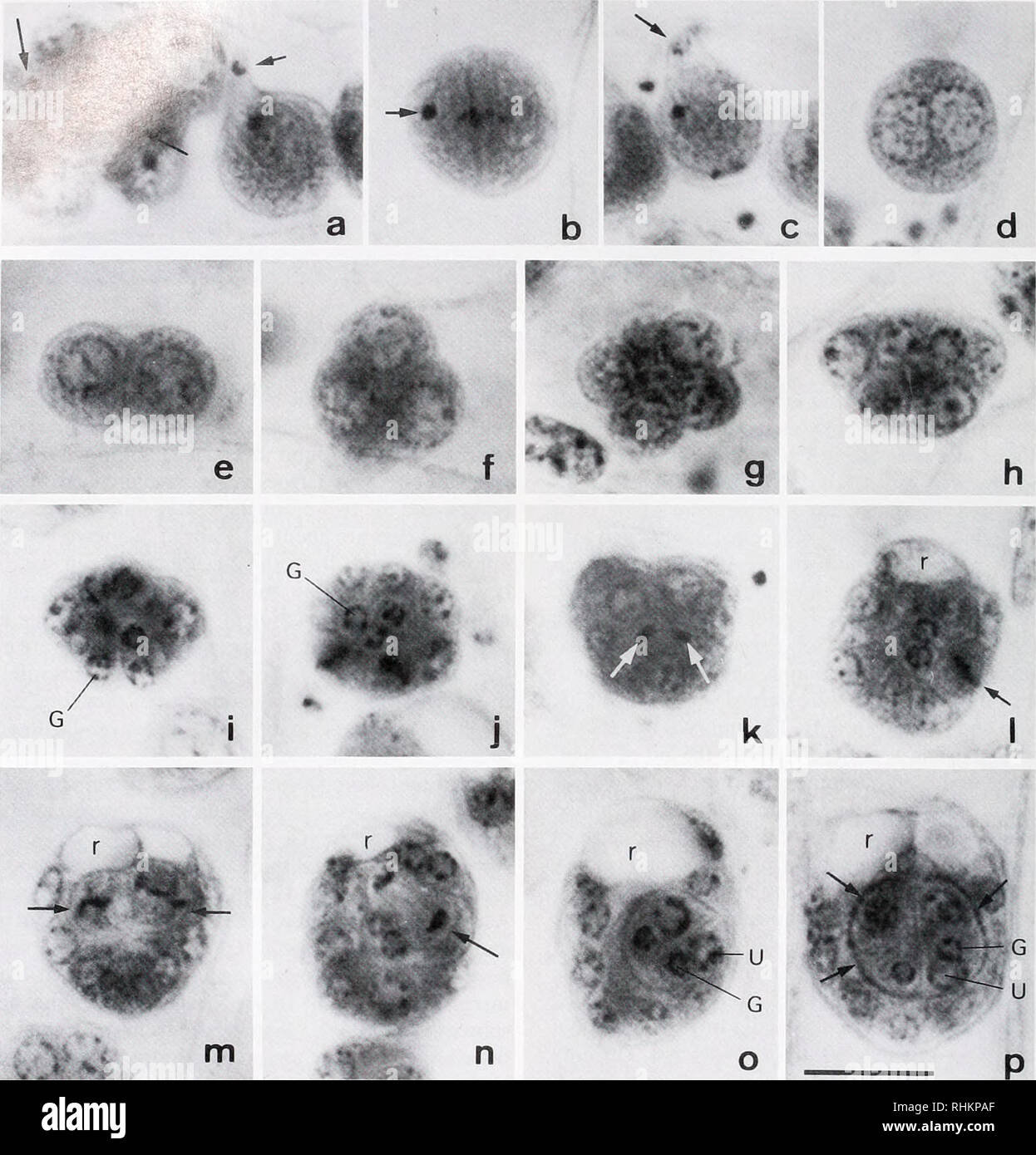 . The Biological bulletin. Biology; Zoology; Biology; Marine Biology. 250 F. HIDETAK.A ET AL. Figure 2. Light micrographs of eggs, developing infusoriform embryos, and fully formed infusoriform embryos otDicyema japonicum. Photomicrographs were taken at magnifications of 2000 diameters under an oil-immersion objective. Scale bar = 1(1 fjm. a. An infusorigen (left) and an oocyte undergoing meiosis (nght). The short arrow indicates the first polar body and the long arrows indicate spermatozoa, b. An oocyte undergoing the second meiotic division. The arrow indicates a spermatozoon, c. An oocyte f Stock Photo
