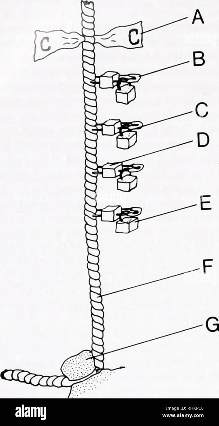 . The Biological bulletin. Biology; Zoology; Biology; Marine Biology. 234 K. L. VAN ALSTYNE ET AL.. Figure 3. Rope used in a feeding assay. The assay consisted of at- taching an o-ring (C) embedded within a piece of artificial diet (E) to a safety pin (B). The safety pins were attached to a 0.5 m piece of 3-strand polypropylene rope (F) and were buoyed with small pieces of neoprene (D). The ropes were attached in the field to pieces of coral (G). Ten-cm pieces of labelled surveyor's tape (A) were used to distinguish ropes con- taining different types of diet. A single rope held only one type o Stock Photo