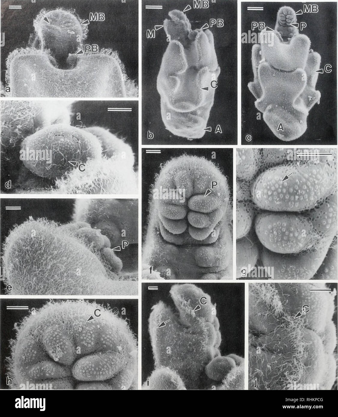 . The Biological bulletin. Biology; Zoology; Biology; Marine Biology