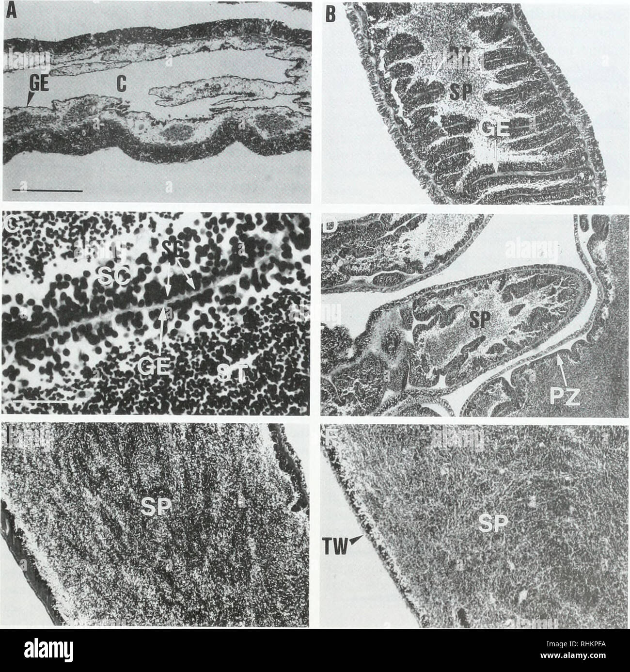 . The Biological bulletin. Biology; Zoology; Biology; Marine Biology. REPRODUCTIVE CYCLE OF PSOLUS 1-'ABR1CI1 135. Figure 9. Psolus fabricii. Light micrographs of testicular sections illustrating the spermatogenic cycle. (A) Post-spawning testis showing the germinal epithelium (GE) and channels where sperm passed during spawning (C); (B) Growth stage showing the highly convoluted germinal epithelium (GE) and the proliferation zone (PZ); (C) Growth stage showing the germinal epithelium, spermatogonia (SG), spermatocytes (SC) spermatids (ST) and spermatozoa (SP) in successive layers progressing  Stock Photo
