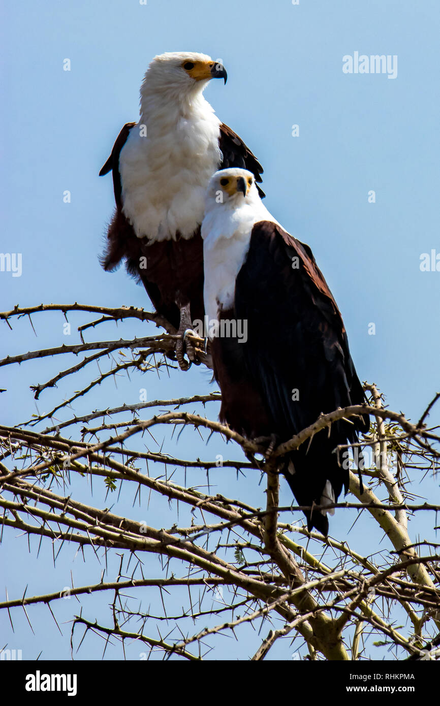 Two African Fish Eagles Stock Photo