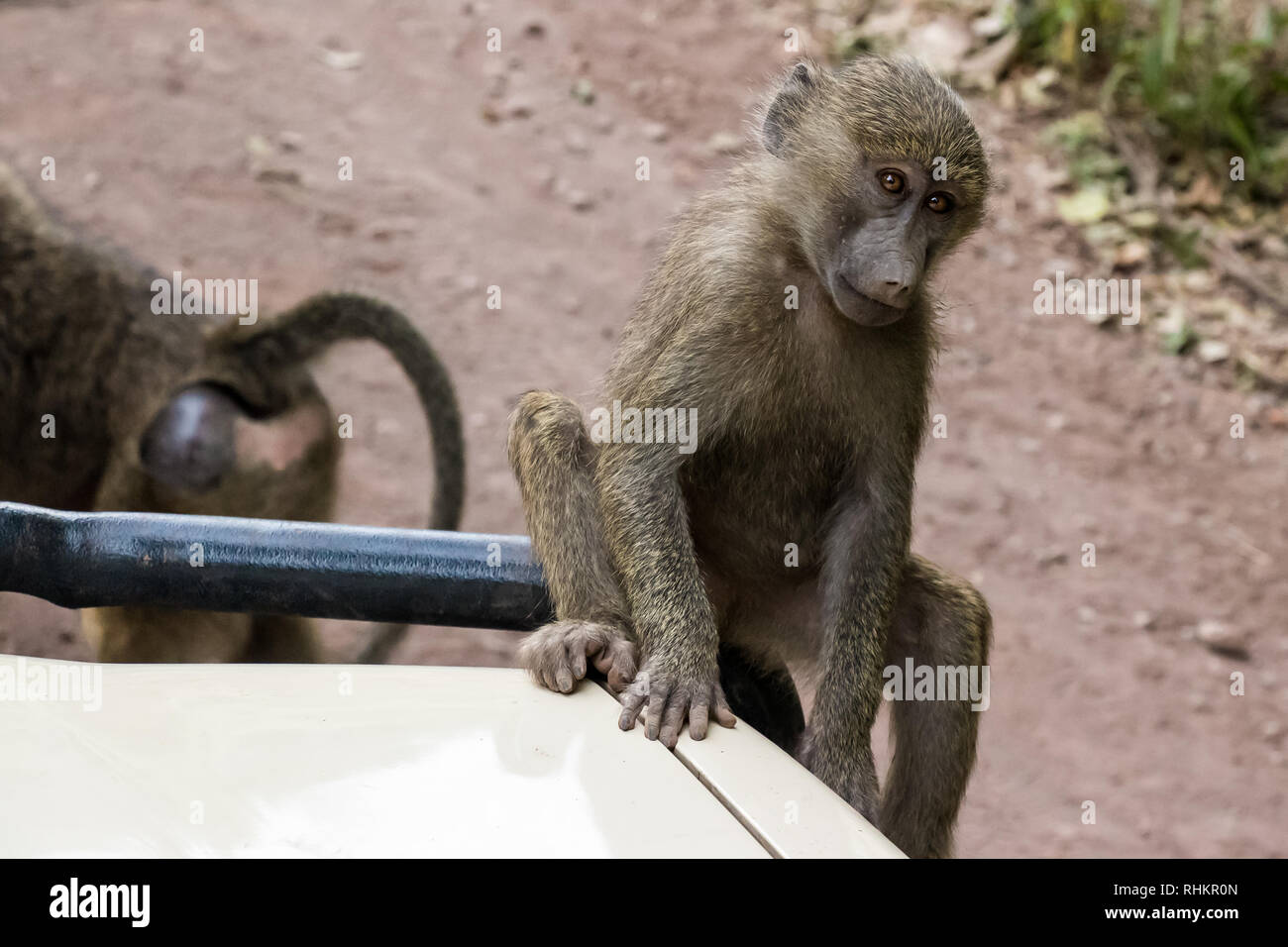 Young baboon Stock Photo