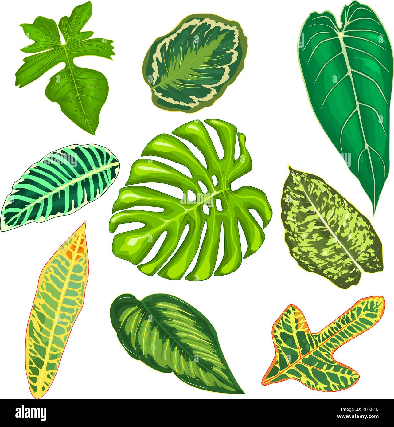 Leaves of tropical plants on a white background. Set of leaves of tropical plants. Beautiful leaves of tropical plants. Stock Vector