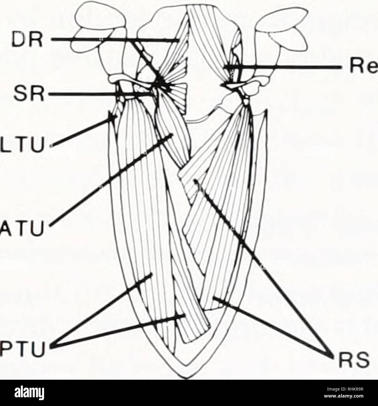 . The Biological bulletin. Biology; Zoology; Biology; Marine Biology. C2. ATU PTU RS FIGURE 3. Anomurans: ventral aspects of sixth abdominal segment and tailfan to show muscles in telson and segment 6 of A, Munida, B, Blepharipoda, C, Emerita. Layout, scale, and abbreviations the same as for Figure I. (B. C modified from Paul. 198Ib). The dorsal surface of the telson of Munida is composed of plates separated by unscleratized arthrodial membrane. Two heads of the PTF muscle arise from the caudal plate. The stretch receptors (SR) in A and B are shown in their correct position but actually would  Stock Photo