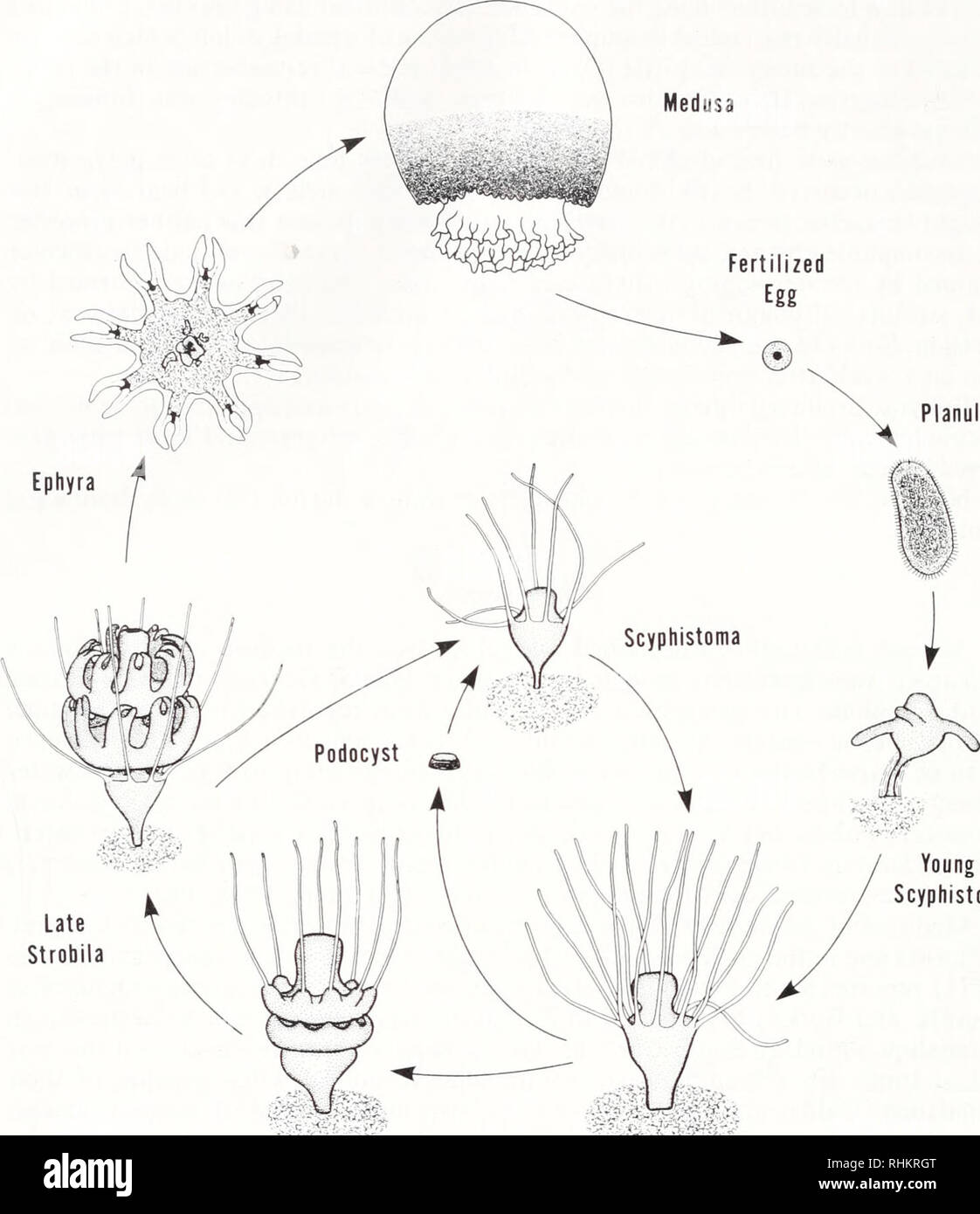 . The Biological bulletin. Biology; Zoology; Biology; Marine Biology ...