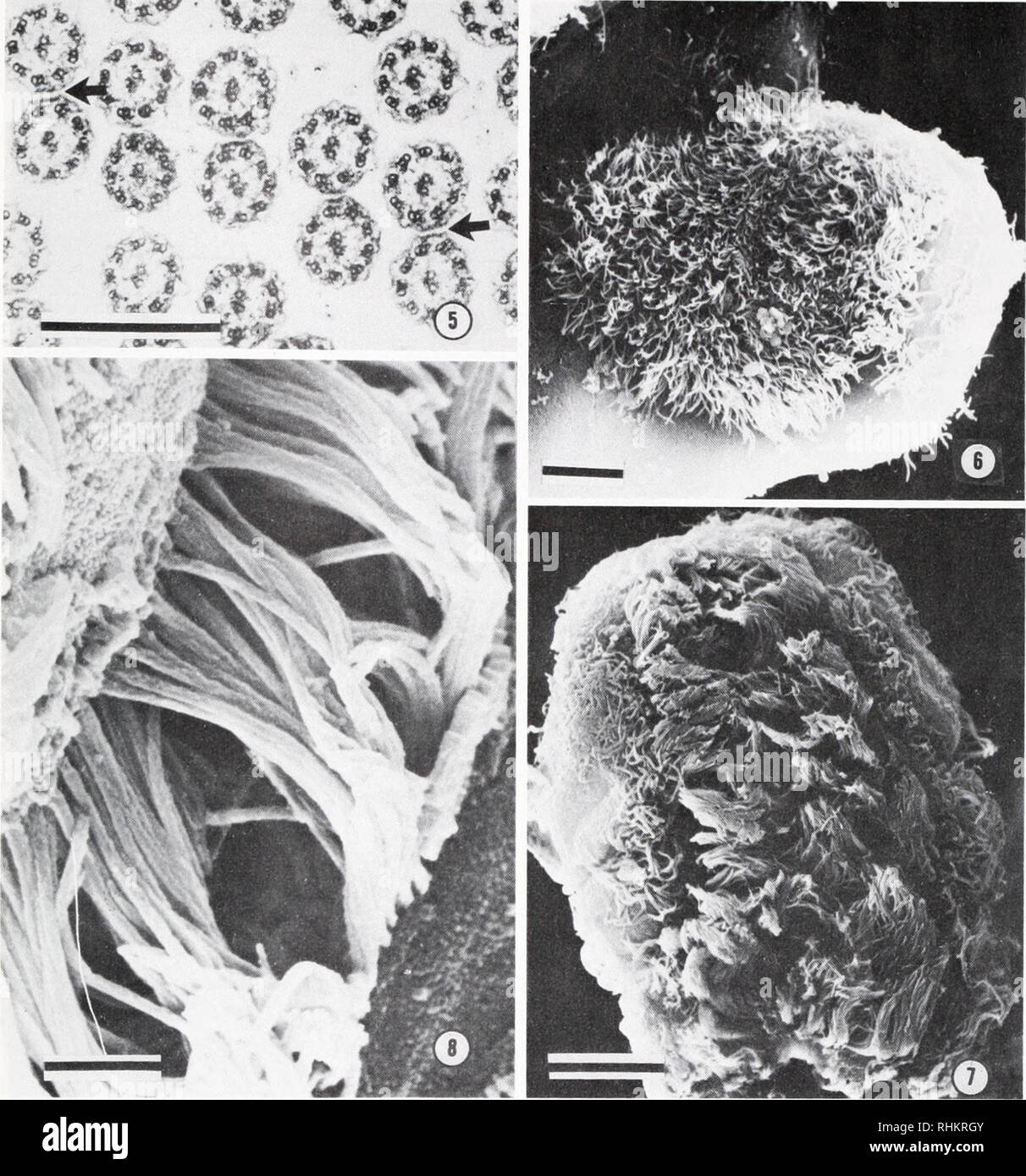 . The Biological bulletin. Biology; Zoology; Biology; Marine Biology. SCALLOP GILL CILIARY JUNCTIONS 231 r *** ^* ^ 54 ^00;.,0« f. FIGURE 5. A transmission electron micrograph of a cross section through an intact junction, showing the pairing of the J-cilia and the electron-dense band underlying the ciliary membrane (arrow). Bar = 500 nm. FIGURE 6. An untreated, control cilifer showing the unpatterned arrangement of the junctional cilia over the surface. Bar = 10 ^m. FIGURE 1. A cilifer after exposure to 10 Mg/ml cytochalasin E for one hour. Note the tufting of the J-cilia. Compare with Figur Stock Photo