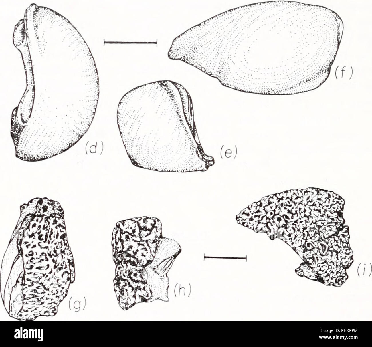 . The Biological bulletin. Biology; Zoology; Biology; Marine Biology. FIGURE 1. Shape of the lefthand branchial chamber, according to the paraffin casts obtained from different species. Cardisoma guaiihuini Latreille : a) dorsal view; b) frontal view; c) lateral view. Gecardinus lateralis (Freminville) : d) dorsal view; e) frontal view; f) lateral view. Ocypode quadrata (Fabricius) : g) dorsal view; h) frontal view; i) lateral view. Casts for drawings were selected among those obtained from the largest specimens collected. Scale bars represent 1 cm. pyramidal chamber (Fig. 1. g to i) with very Stock Photo