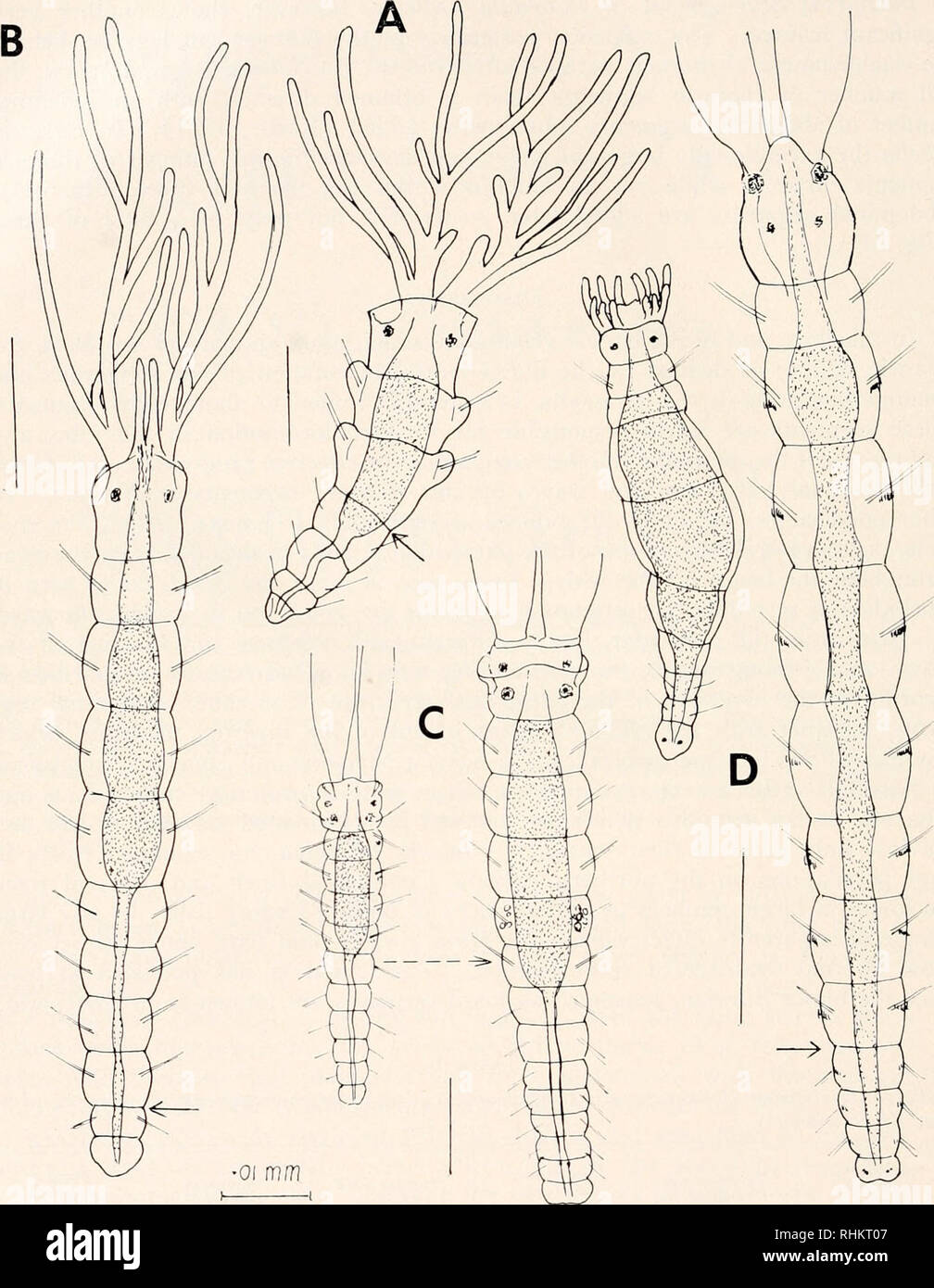 Postlarvae Fish . The Biological bulletin. Biology; Zoology; Biology; Marine Biology ...