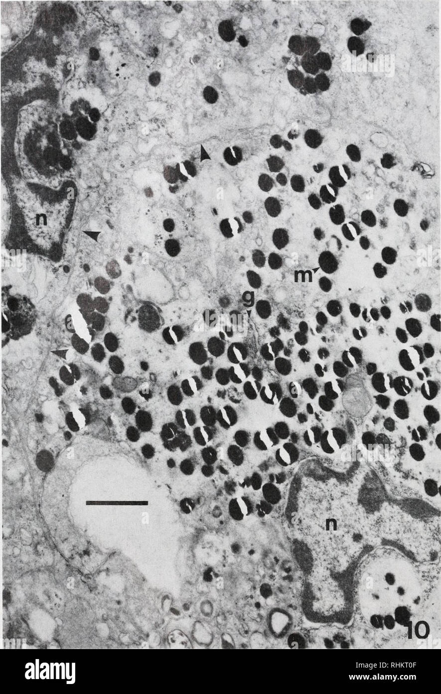 Chromatosome hires stock photography and images Alamy