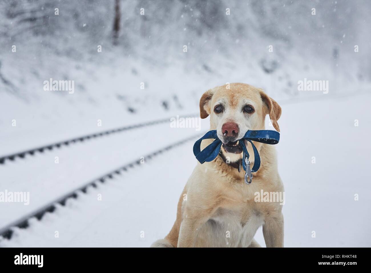 Loaylty dog in winter. Labrador retriever with leash waiting in railroad station covered by snow. Stock Photo