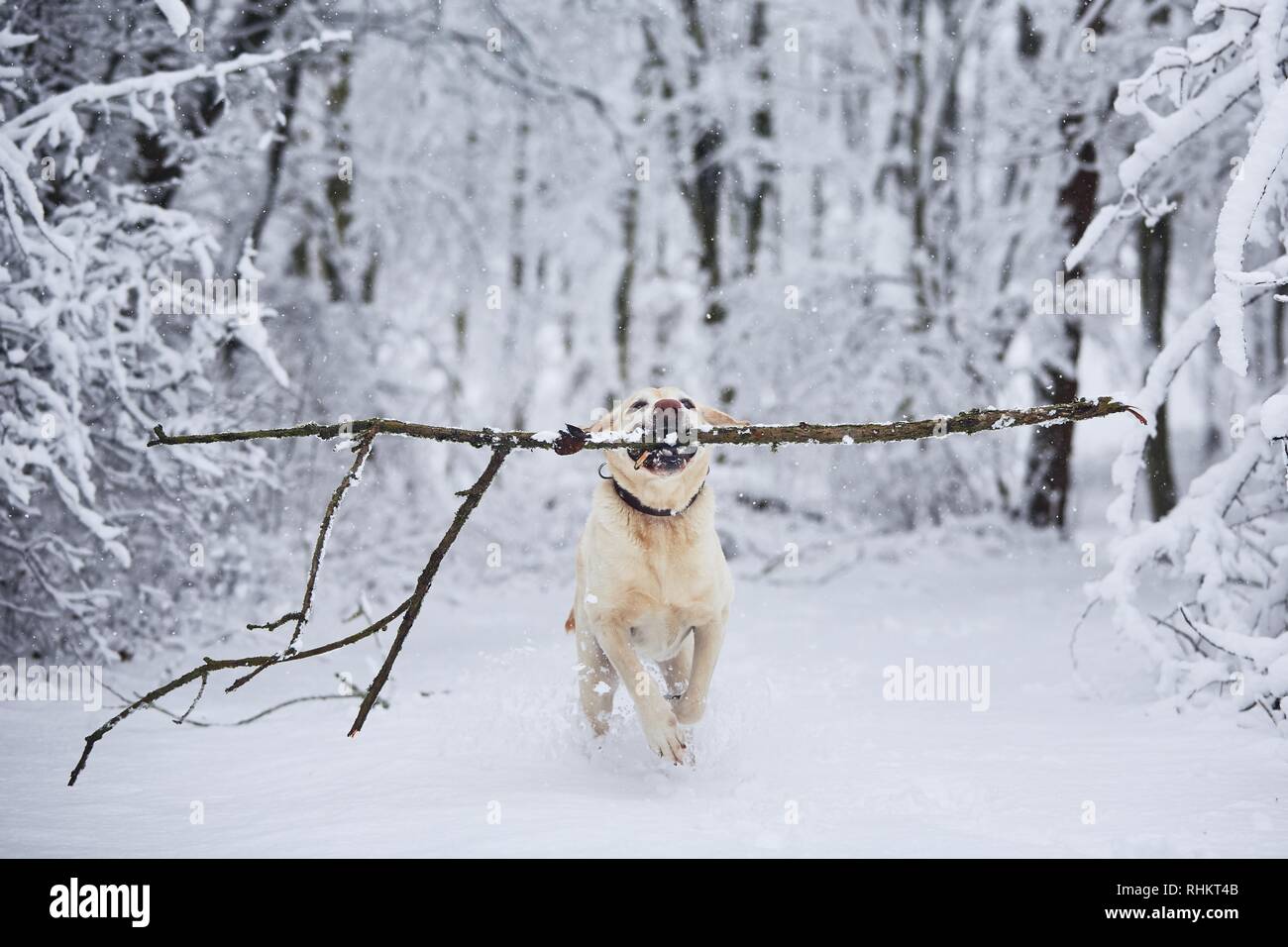 Why Does Snow Stick To Dogs