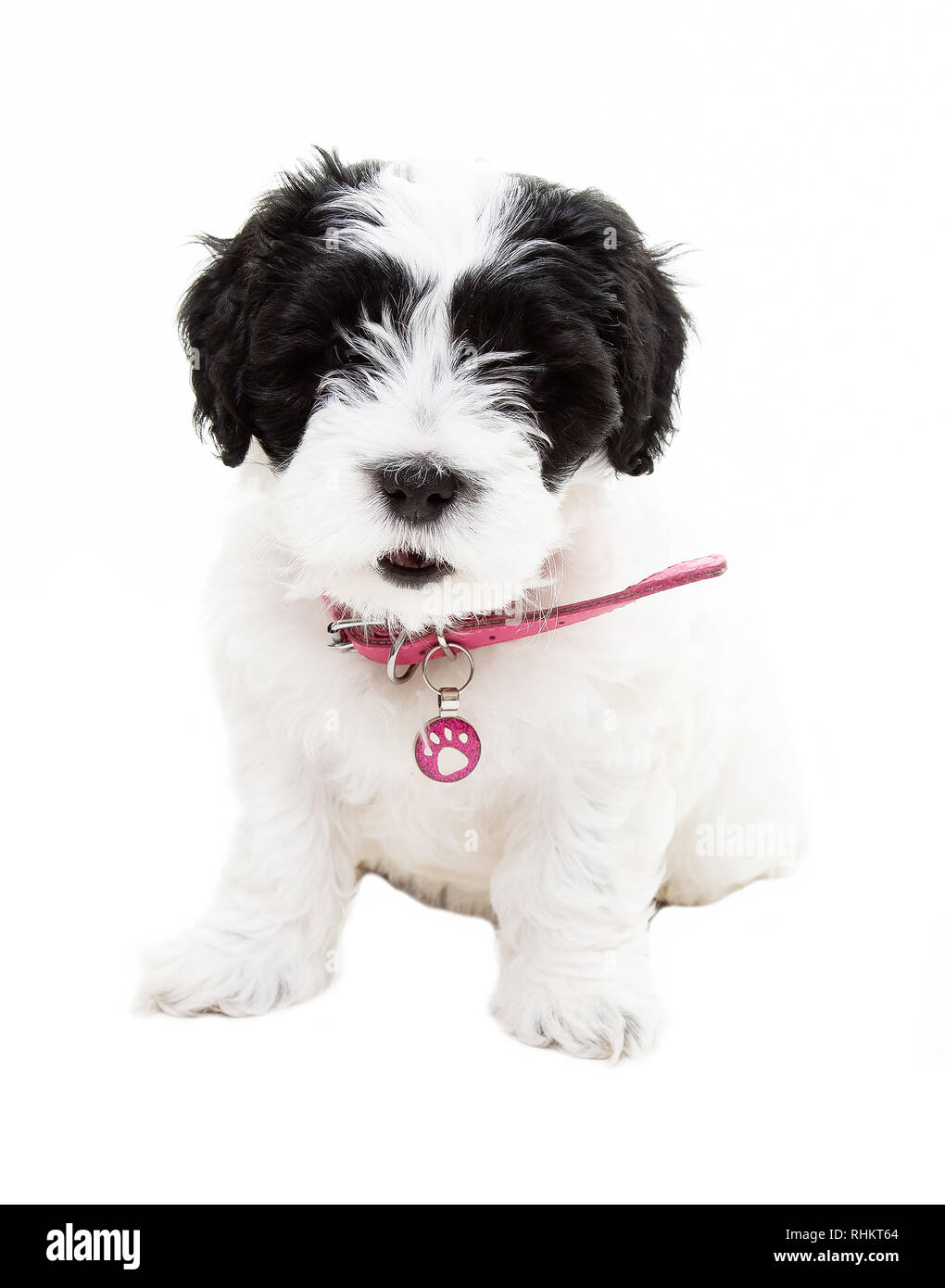 Black shih poo pictures sales