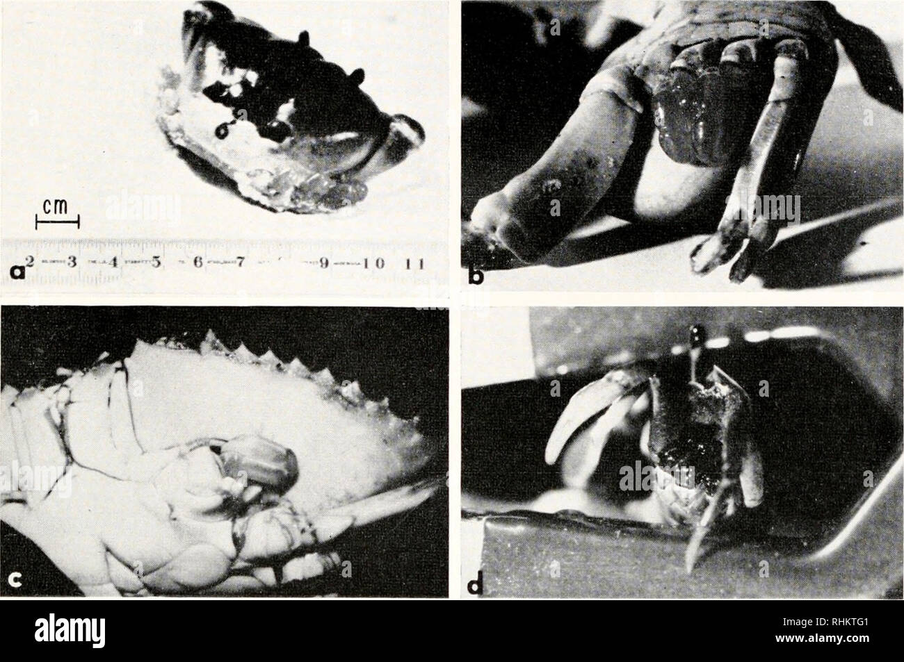 . The Biological bulletin. Biology; Zoology; Biology; Marine Biology. ECDYSES STIMULATED BY LIMB LOSS 225. FIGURE 1. Specimens of crabs with regenerating limb buds, (a, b) Gecarcinus latcralis. (c) Callinectes sapidits and (d) L'cu piti/iut.r. Eiglit, 4, 6, and 6 walking legs were removed from animals (a, b) 45, (c) 3o, and (d) 20 days previous to the time of photography. normal. We have performed a series of experiments on (.iecarcnnis to compare the relative effectiveness of eyestalk extirpation and limh loss in inducing pre- cocious molts. We find that eyestalk removal leads to the most rap Stock Photo