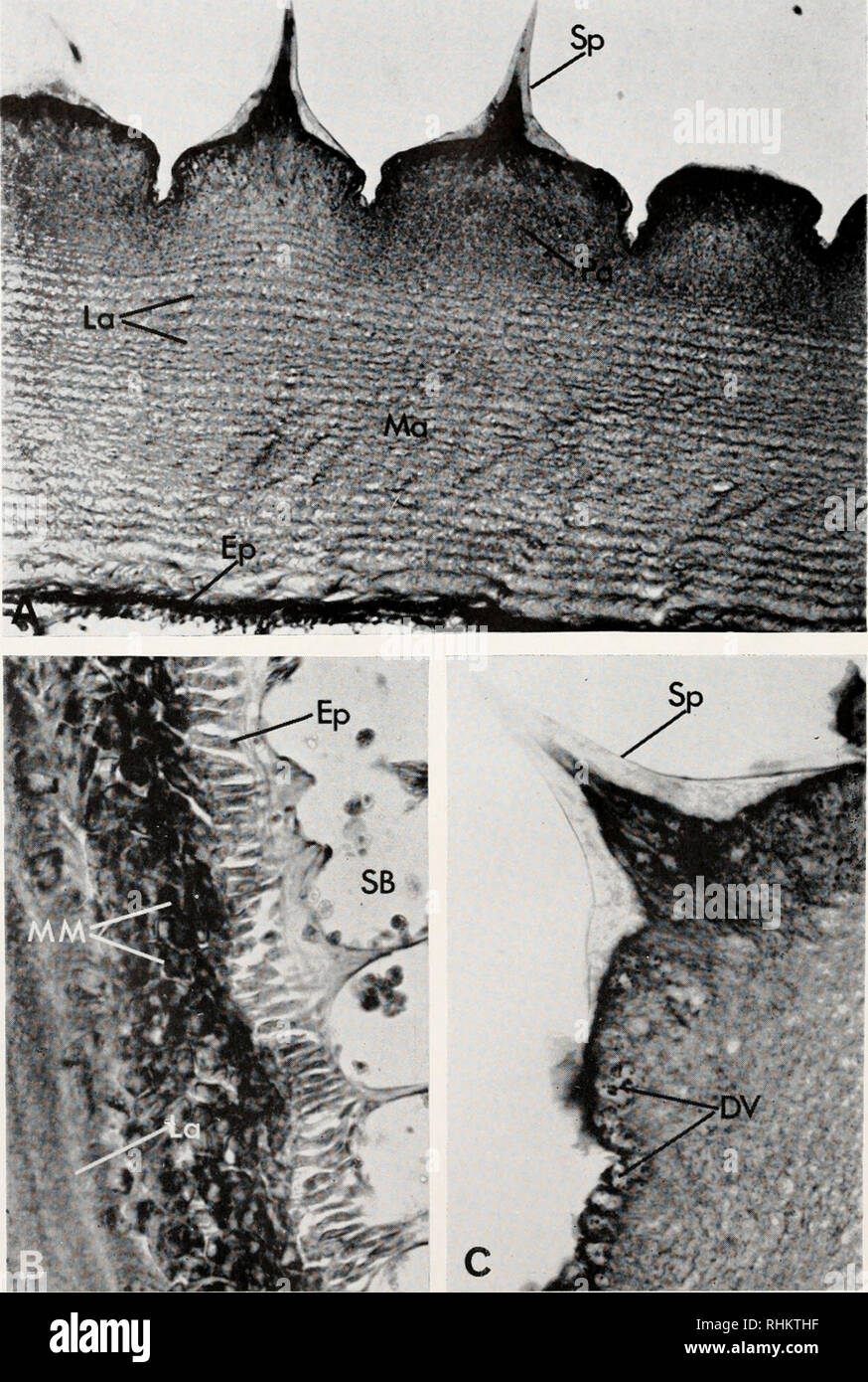 . The Biological bulletin. Biology; Zoology; Biology; Marine Biology