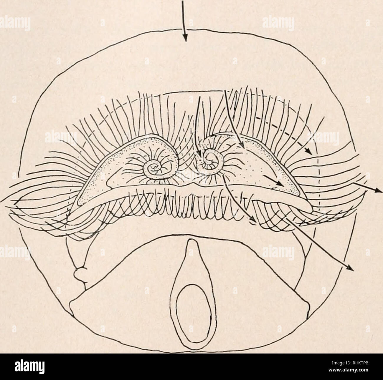 . The Biological bulletin. Biology; Zoology; Biology; Marine Biology