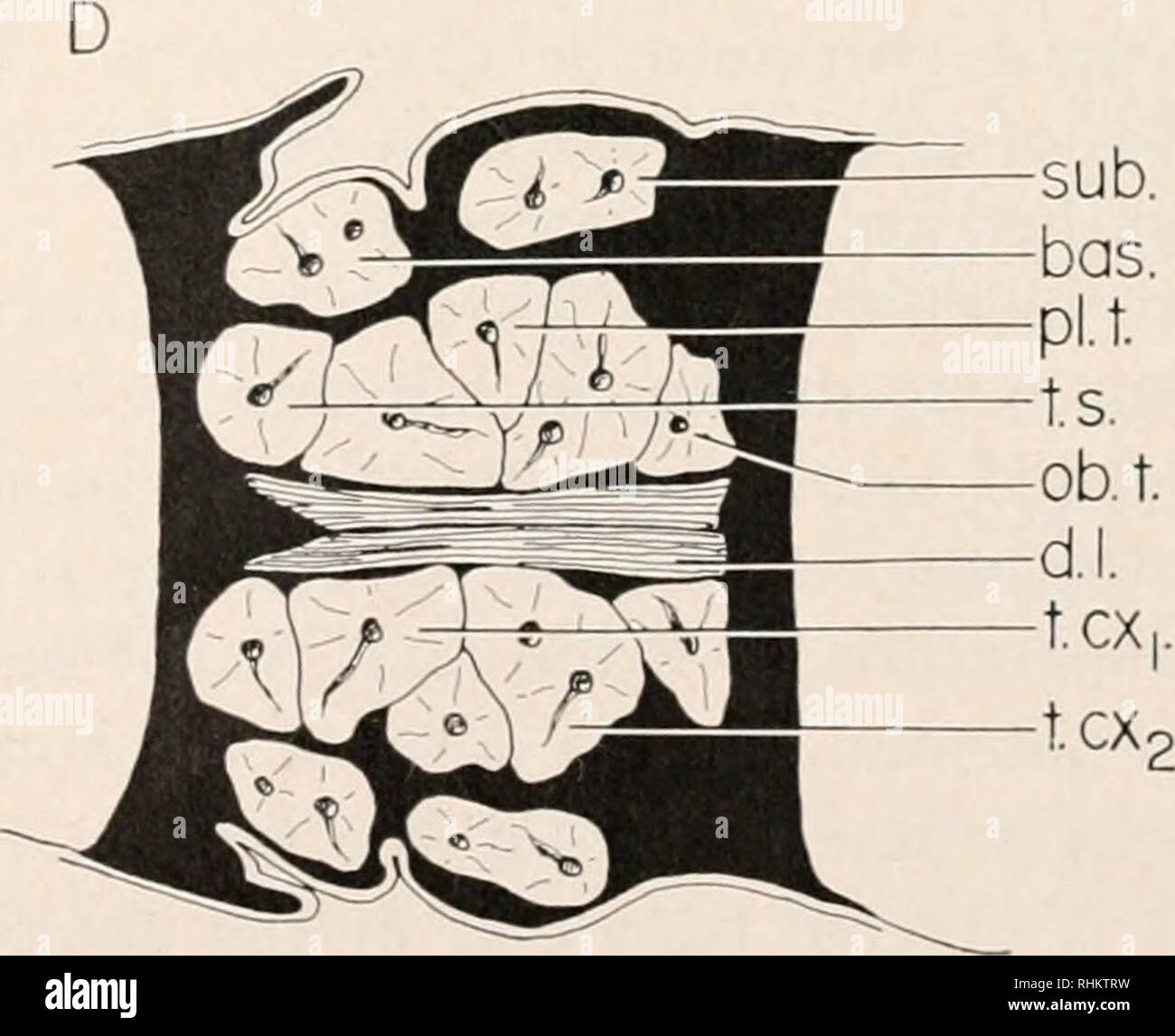 . The Biological bulletin. Biology; Zoology; Biology; Marine Biology ...