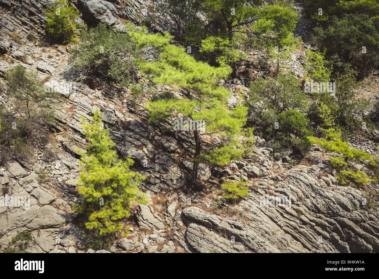 Close-up part of layered mountain slope and green trees growing on it. Stock Photo
