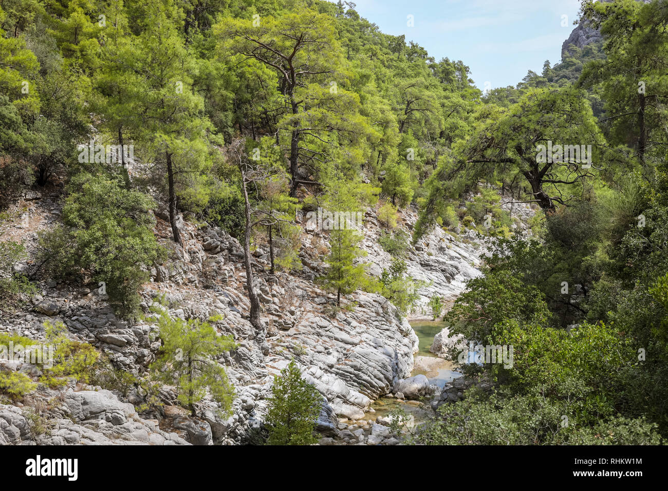 Small river is flowing between stone mountain slopes covered by pine forest.  Stock Photo