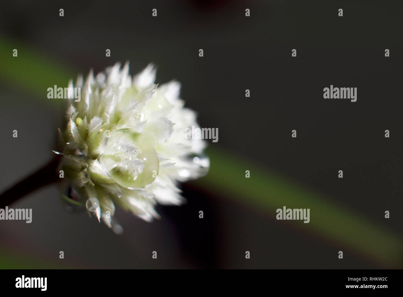 Macro flower picture hi-res stock photography and images - Alamy
