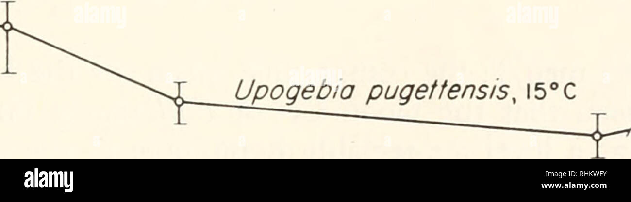 . The Biological bulletin. Biology; Zoology; Biology; Marine Biology. 200. Upogebia pugettensis, i5°c Upogebia atffinis, 22°C Isoionicity, [Cl] = 285 meq / L. Callianassa californiensis 8 10 12 14 16 18 20 22 24 26 28 30 32 34 36 38 40 42 50 52 Time, hours FIGURE 2. Blood chloride concentrations of Callianassa and Upogebia as a function of time, following acute introduction of animals adapted to 100% SW into 50% SW. A = mean of Callianassa Cl, n = 5 at each point; temperatures varied between 13° and 16° C. O — mean of U. pugettensis Cl, n = 7 at each point. D = mean of U. affinis Cl, n = 3 at  Stock Photo