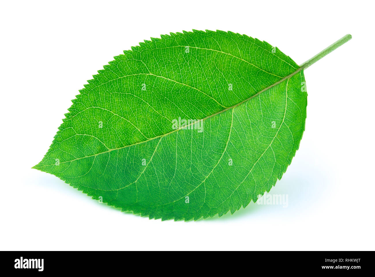 Apple leaf with soft shadow isolated on a white background with clipping path. One of the best isolated apples leaves that you have seen. Stock Photo