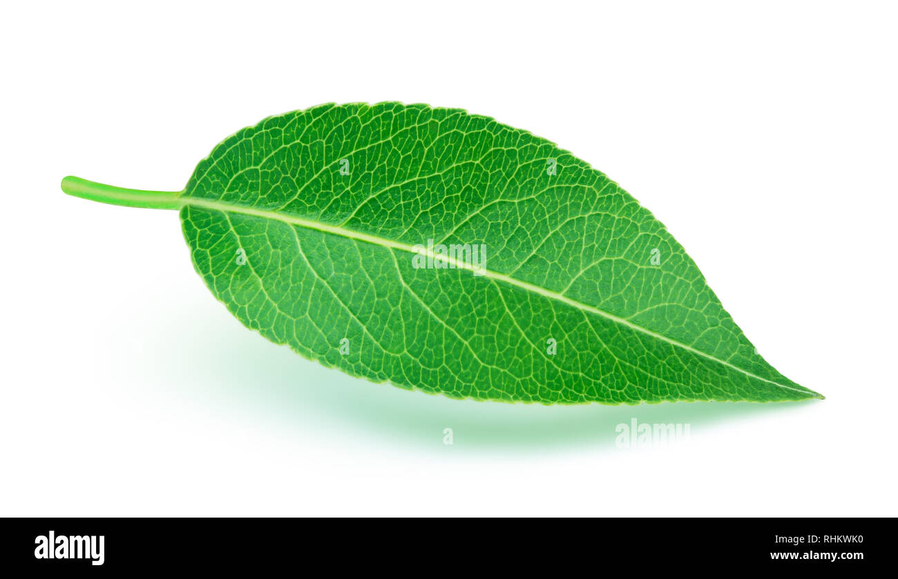Pear leaf with soft shadow isolated on a white background with clipping path. One of the best isolated pears leaves that you have seen. Stock Photo
