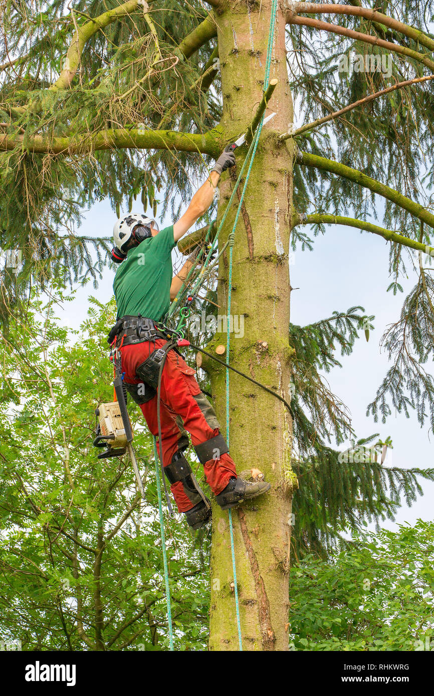 Caucasian tree specialist hanging and pruning in fir tree Stock Photo