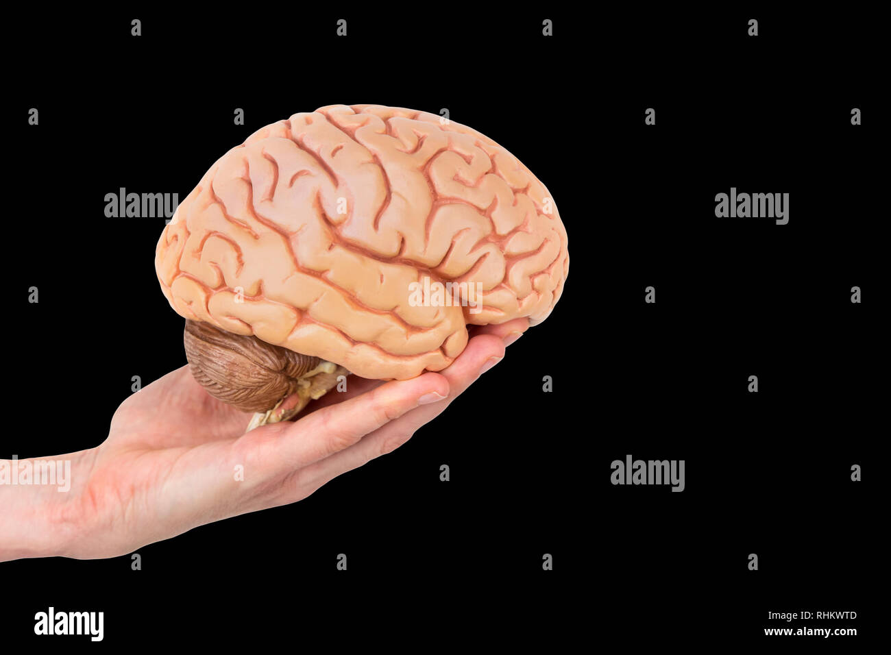 Female hand holding model human brains isolated on black background Stock Photo