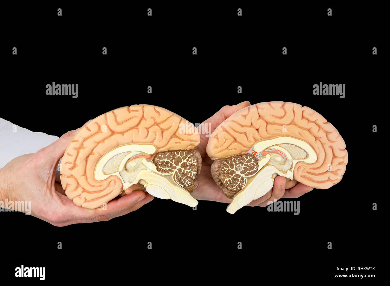 Hands holding models human brain hemispheres isolated on black background Stock Photo